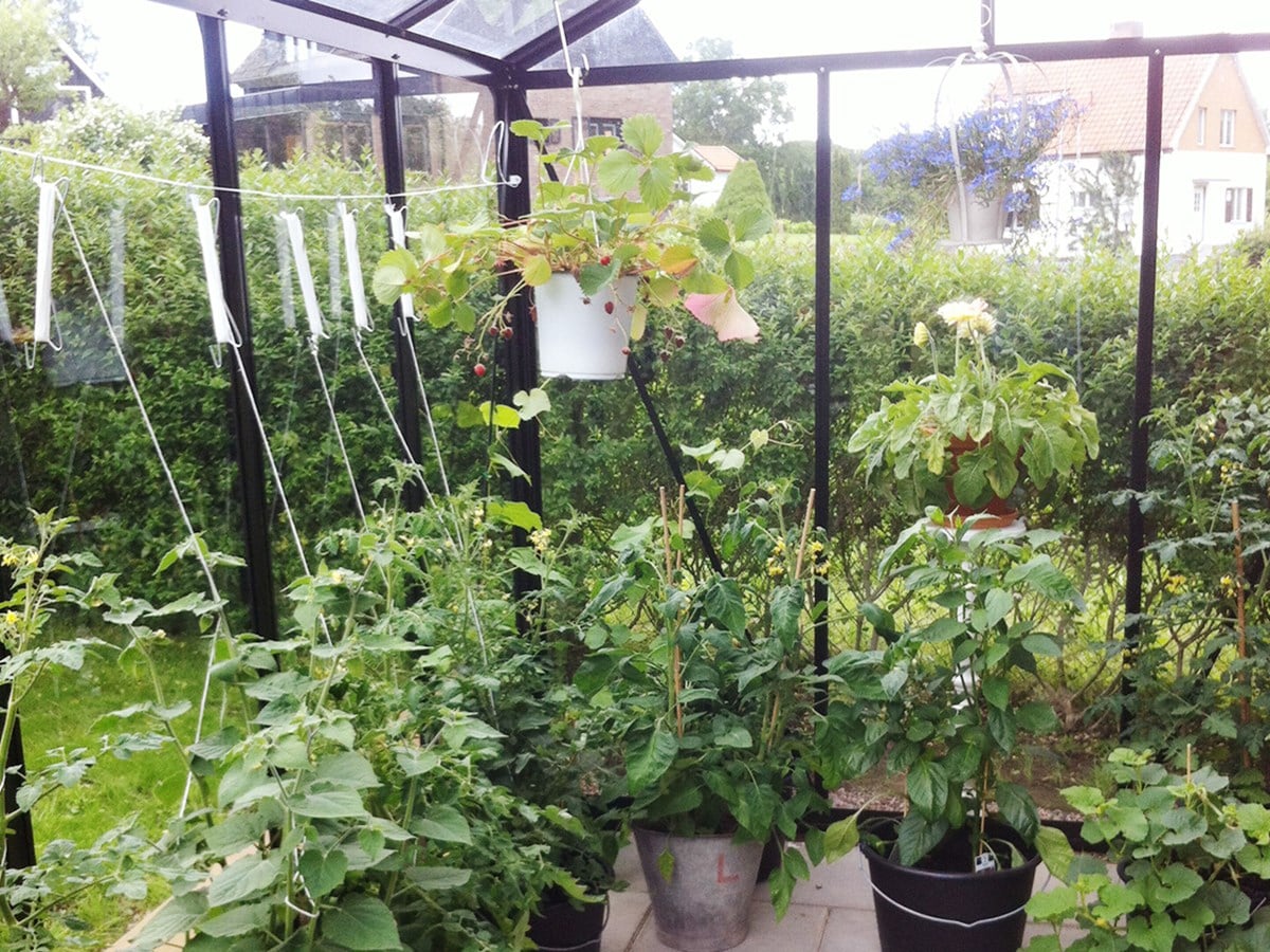 Tomatkrok