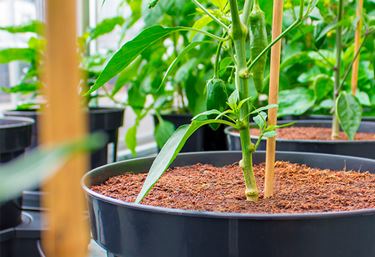 PLANTiT kokosfiber - Gödsel och växtnäring