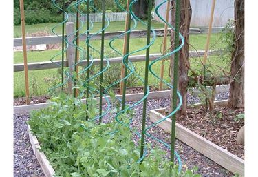 Rank-o-twist för tomatplantor - Växtstöd och uppbindning