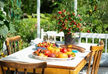 Tomatskörd på fat i ett möblerat växthus.