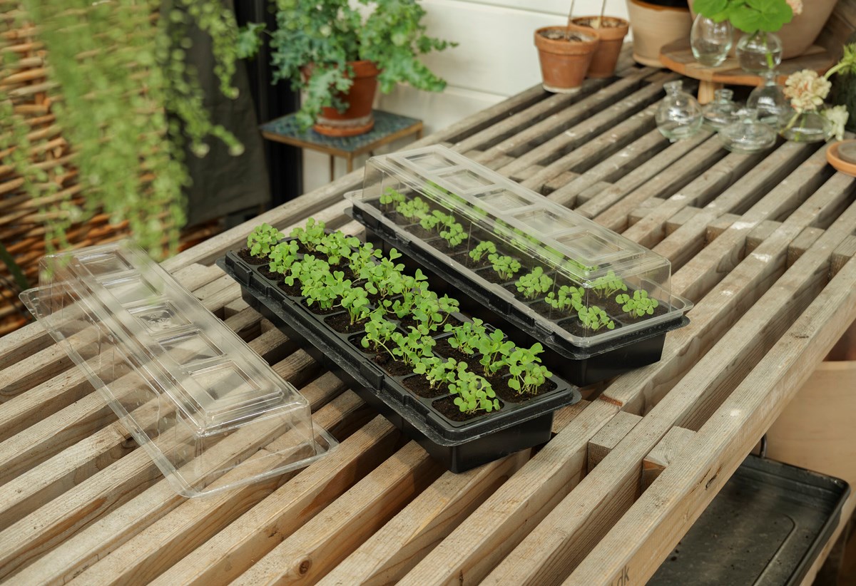 Minidrivhus fönsterbräda – 2-pack