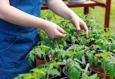 Tomatplantor