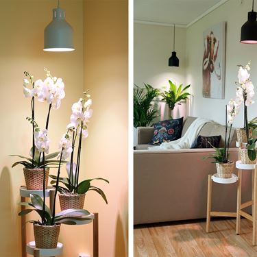 Växtarmatur för LED - LED växthusbelysning